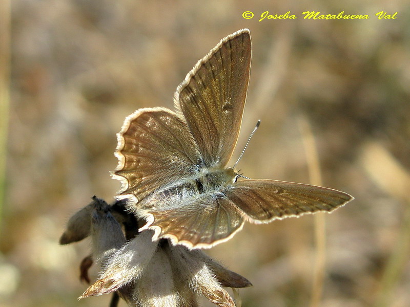 Polyommatus daphnis f. steeveni (femmina) - Lycaenidae